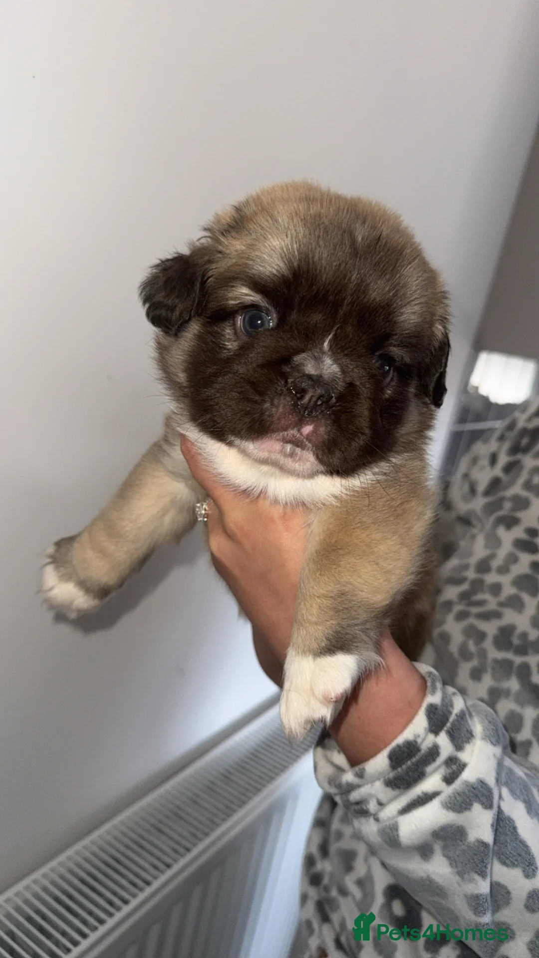 French Bulldog dogs for sale: Fluffy French bulldog pups - Advert 3