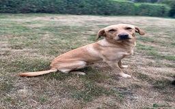 Labrador Retriever dogs for stud: ⭐️REGGIE⭐️ PROVEN KC REG WORKING LABRADOR STUD in Chelmsford - Image 7