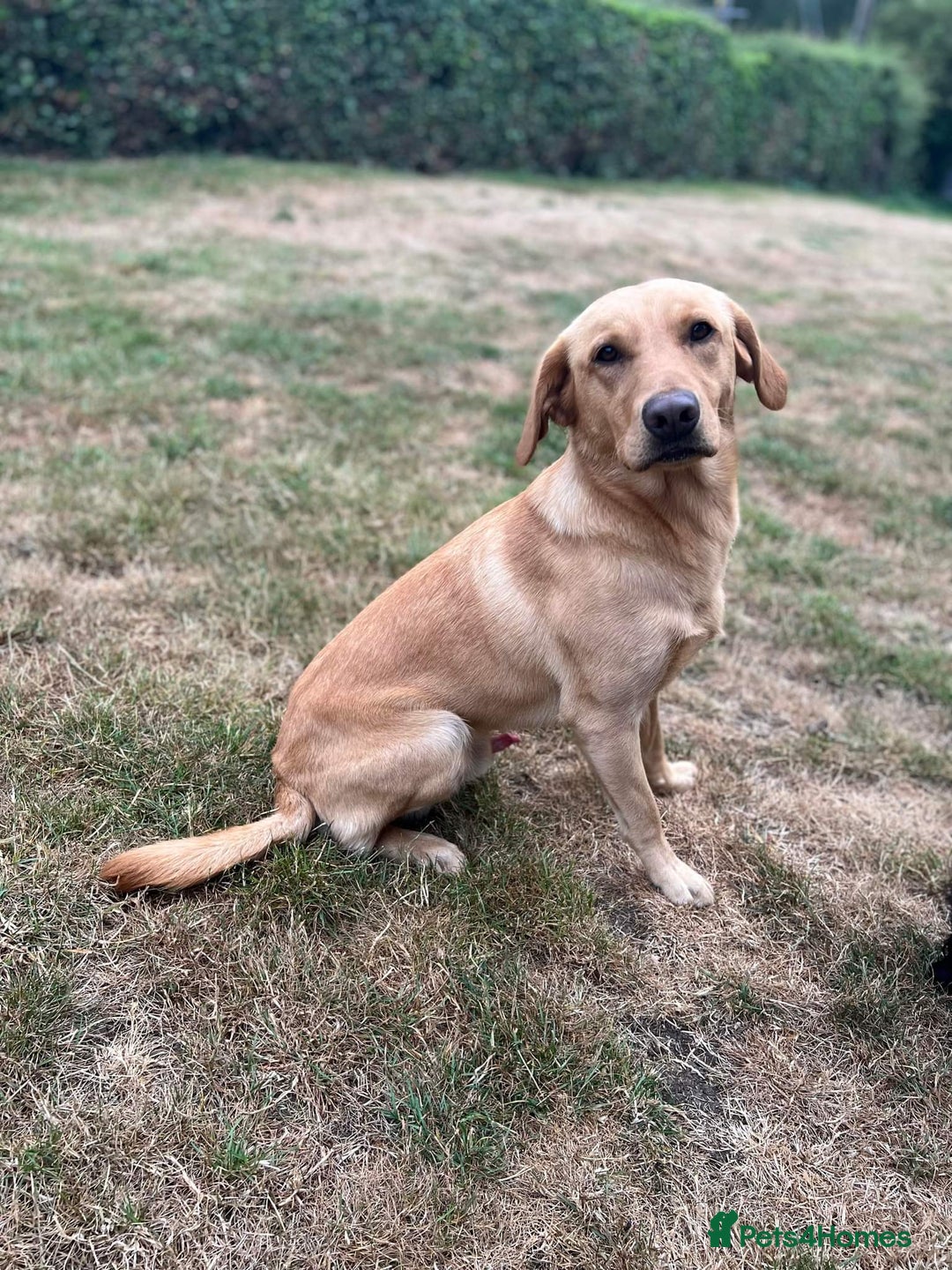 Labrador Retriever dogs for stud: ⭐️REGGIE⭐️ PROVEN KC REG WORKING LABRADOR STUD in Chelmsford - Image 7