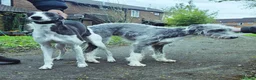 Mixed Breed dogs for sale: Bedlington whippets  - Advert 13