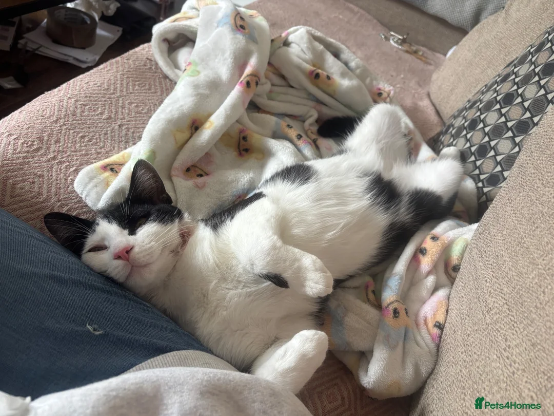 Mixed Breed cats for sale: Cat called lucky - Advert 2
