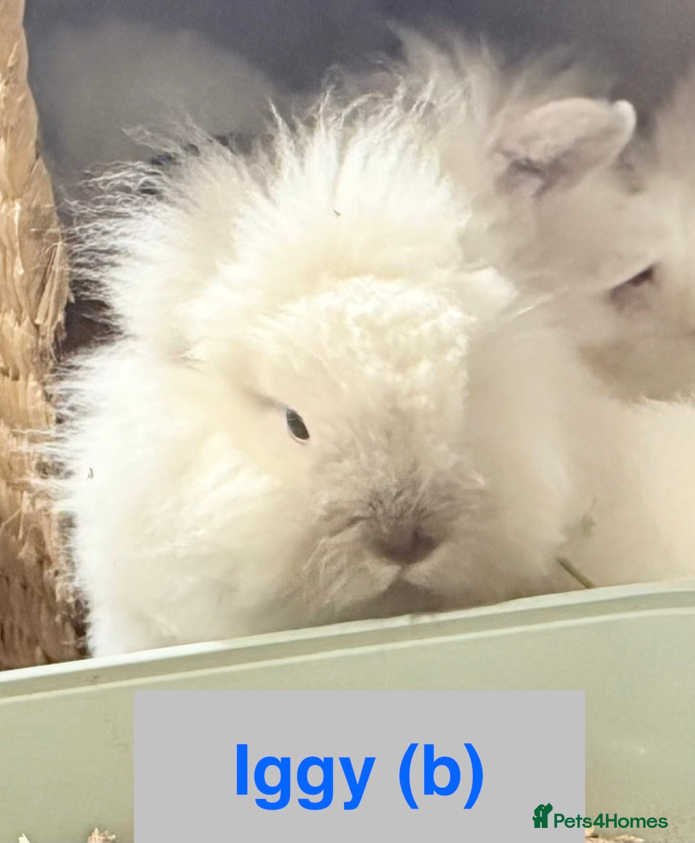Lionhead rabbits Double Maned Lionhead Babies NOW 🥳 - Advert 6