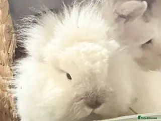 Lionhead rabbits Double Maned Lionhead Babies NOW 🥳 - Advert 6