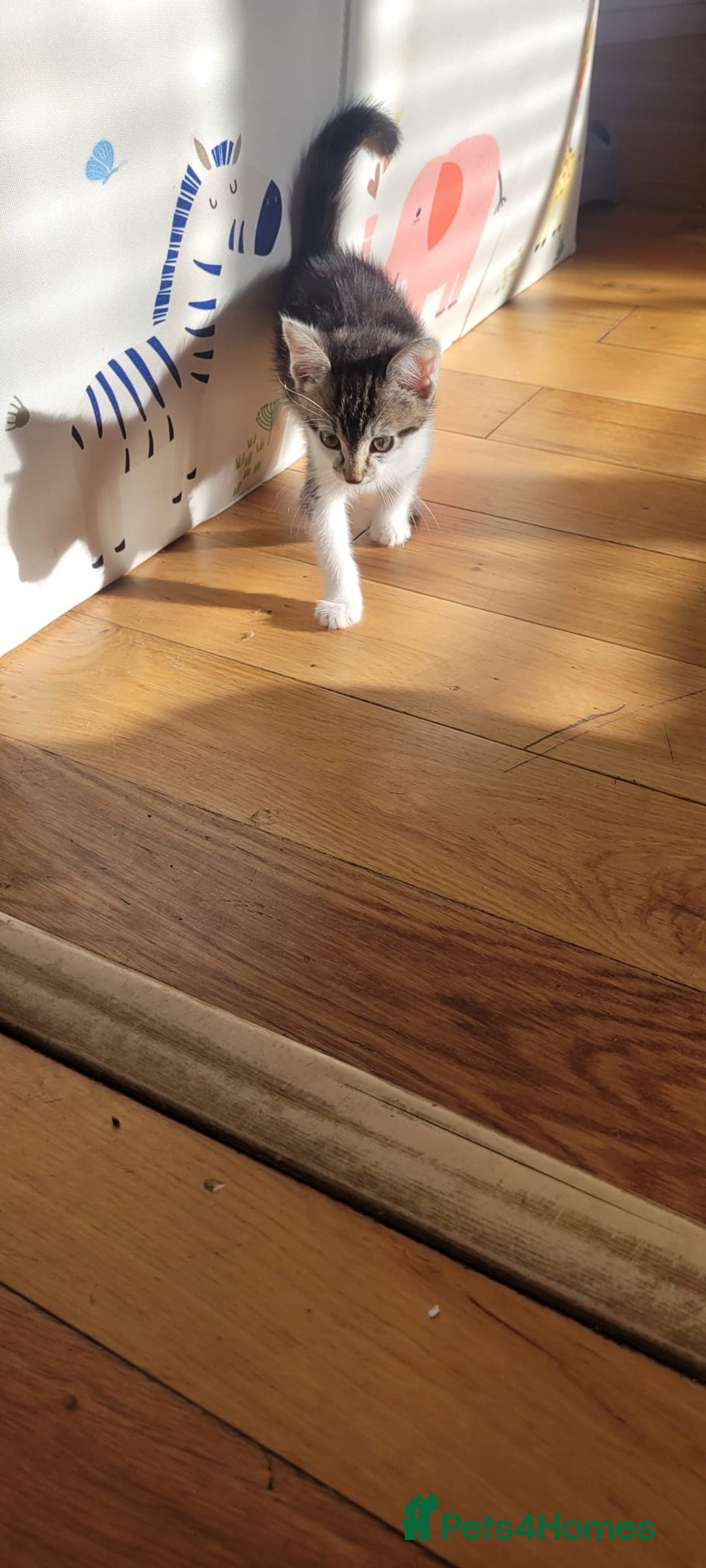 Mixed Breed cats for sale: Kitten  - Image 7
