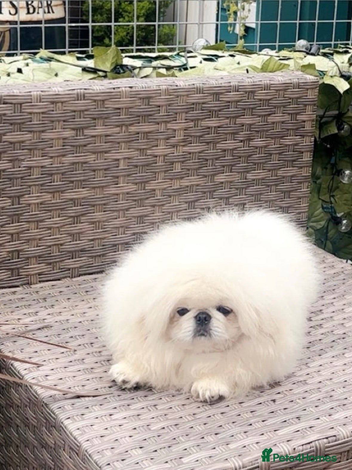 Pekingese dogs Stunning high quality Pekingese puppies  - Advert 2