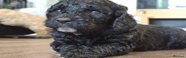 Cockapoo 4