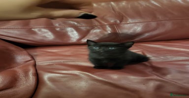 British Shorthair cats - Advert 1