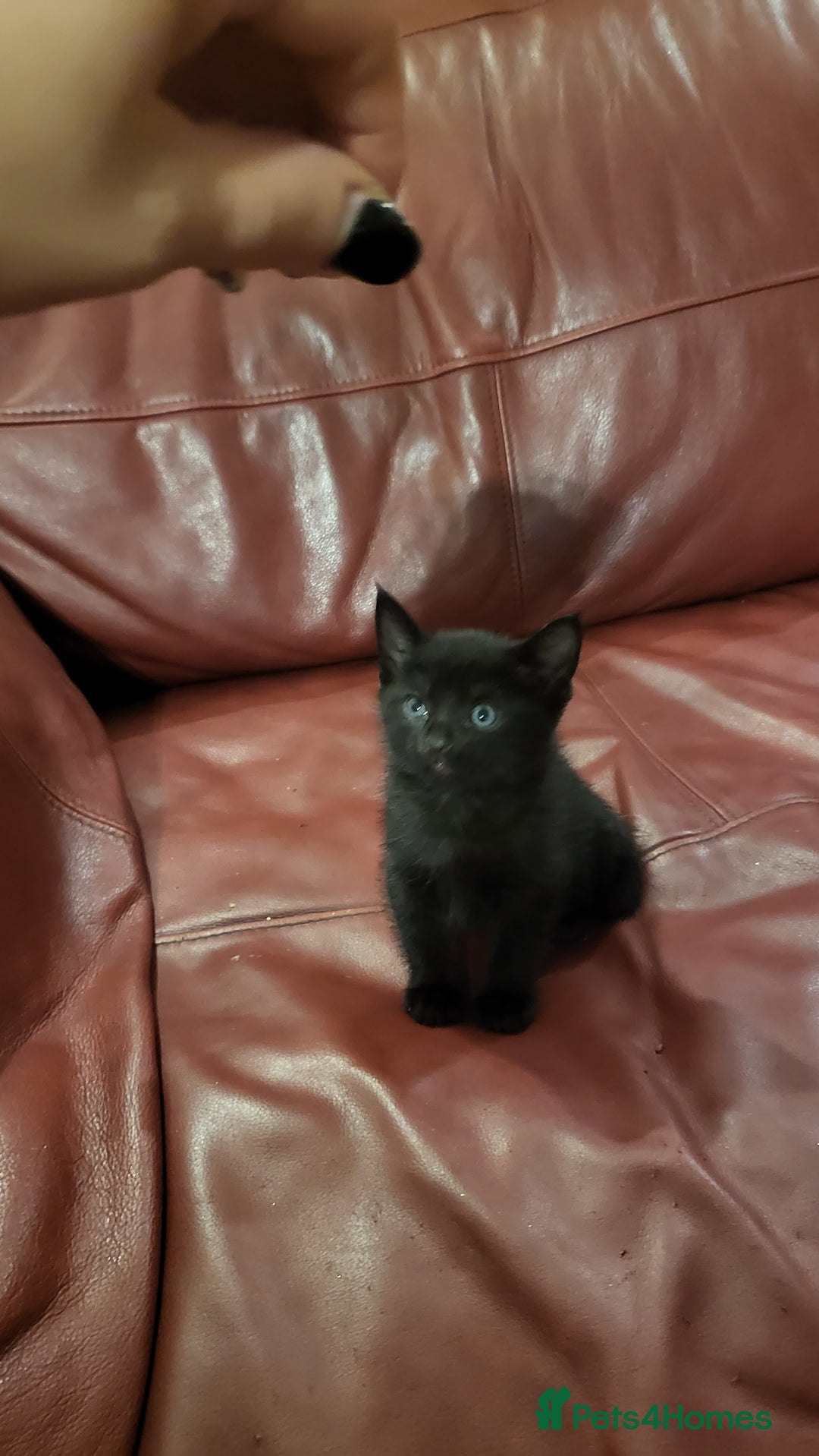 British Shorthair cats for sale: Lovely kittens so playfull  - Image 3