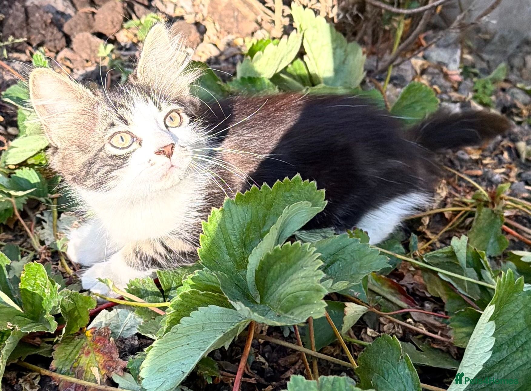 Mixed Breed cats 🐾 Four Gorgeous Kittens Loving Forever Homes - Advert 1