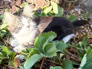 Mixed Breed cats 🐾 Four Gorgeous Kittens Loving Forever Homes - Advert 1
