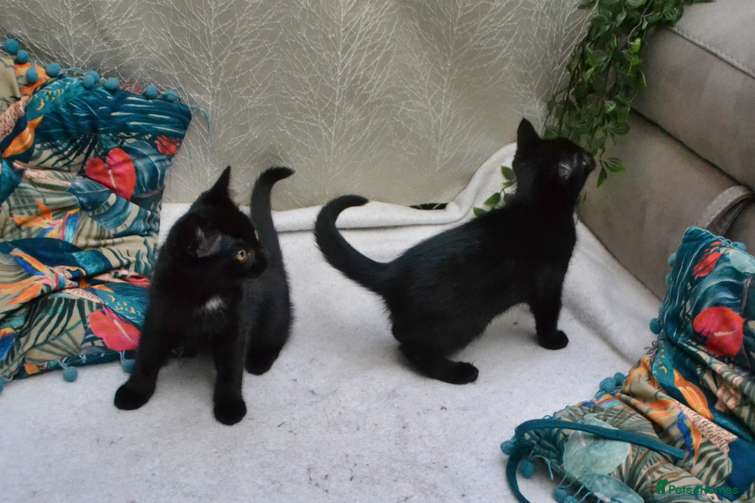 Mixed Breed cats for sale: Gorgeous Maine-Coon/Ragdoll/Bombay Mix Kittens!!! - Image 6