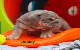 English Bulldog dogs for sale: Outstanding English bulldog puppies - Image 15