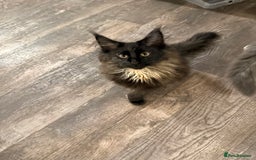 Maine Coon cats for sale:  Maine Coon Kittens Looking for Loving Homes 🐾 - Advert 3