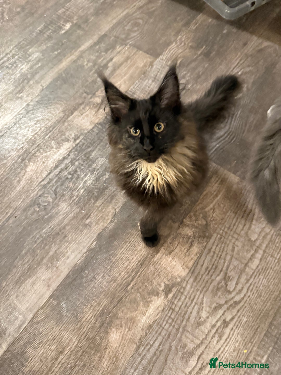 Maine Coon cats for sale:  Maine Coon Kittens Looking for Loving Homes 🐾 - Advert 3