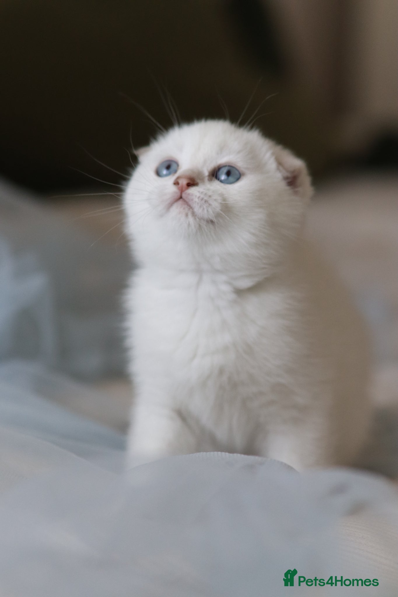 Scottish Fold cats Scottish fold  - Advert 17