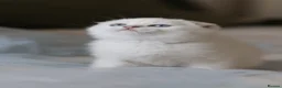 Scottish Fold cats for sale: Scottish fold  - Advert 4