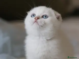 Scottish Fold cats Scottish fold - Advert 17