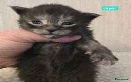 Maine Coon cats for sale: Maine Coon Kittens Smokes Large Russian Lines - Image 4
