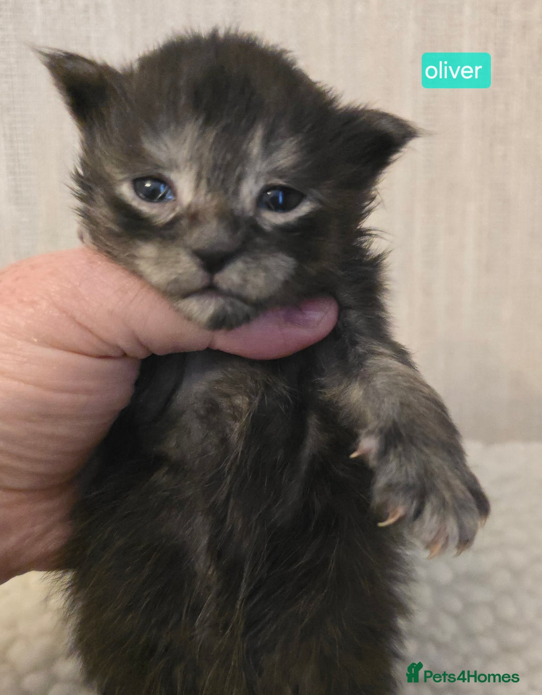 Maine Coon cats for sale: Maine Coon Kittens Smokes Large Russian Lines - Image 4