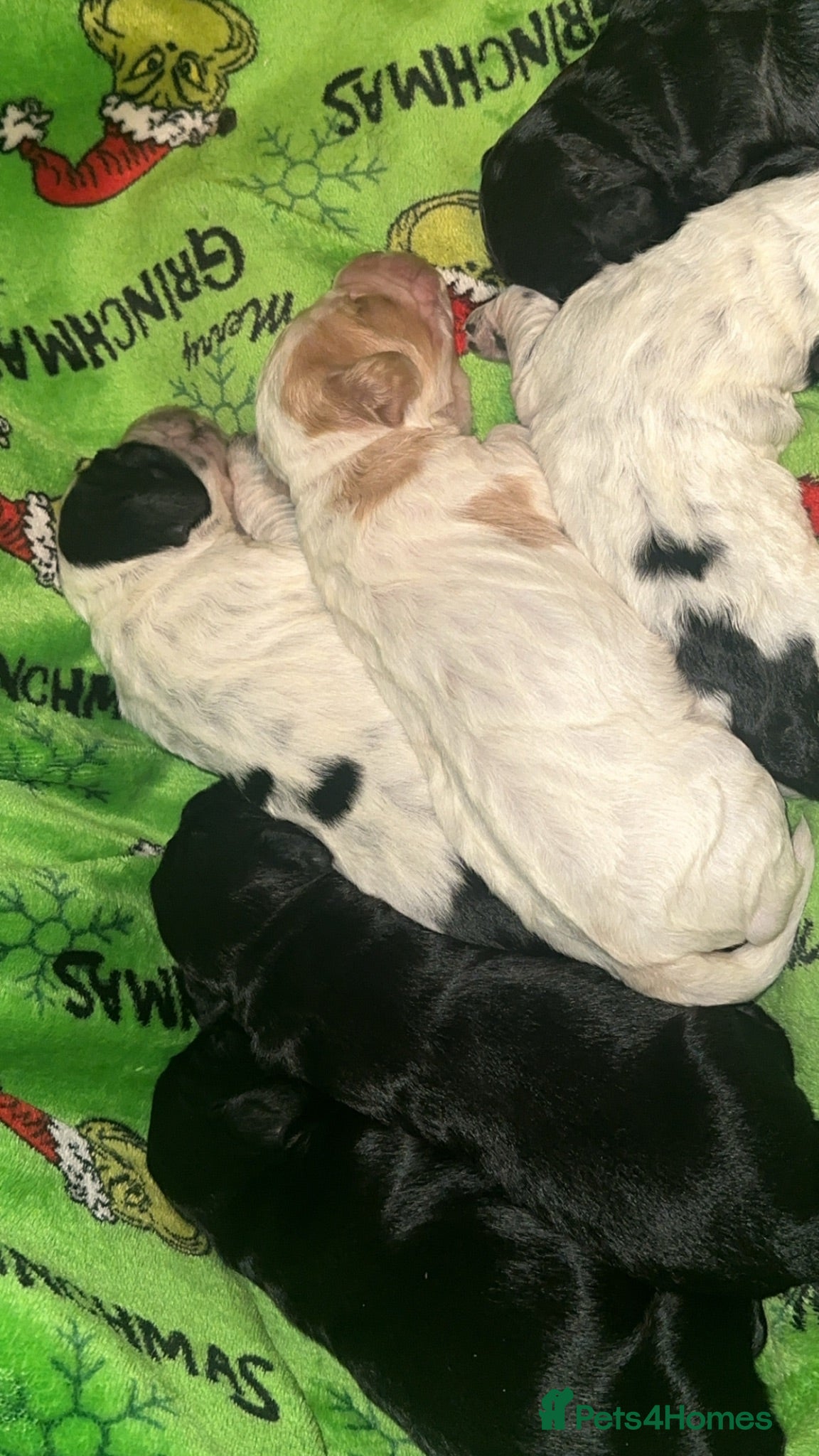 Cockapoo dogs 2 weeks old  - Advert 3