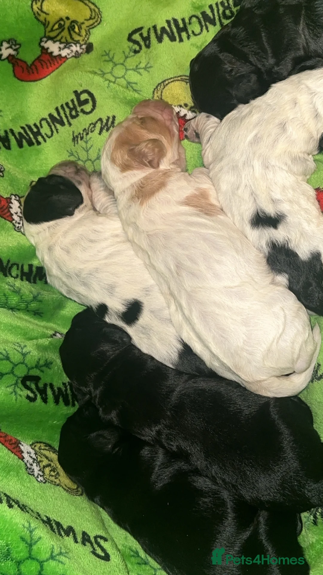Cockapoo dogs for sale: 2 weeks old  - Advert 1