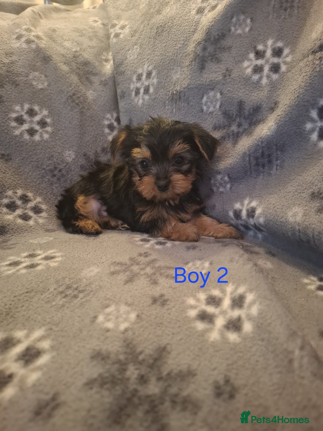 Yorkshire Terrier dogs for sale: Miniature Yorkshire Terrier pups - Image 3
