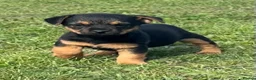 Border Terrier dogs for sale: Boarder terrier x jack Russell - Advert 5