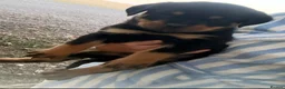 Rottweiler dogs for sale: Beautiful Rottweiler Pups  - Advert 2