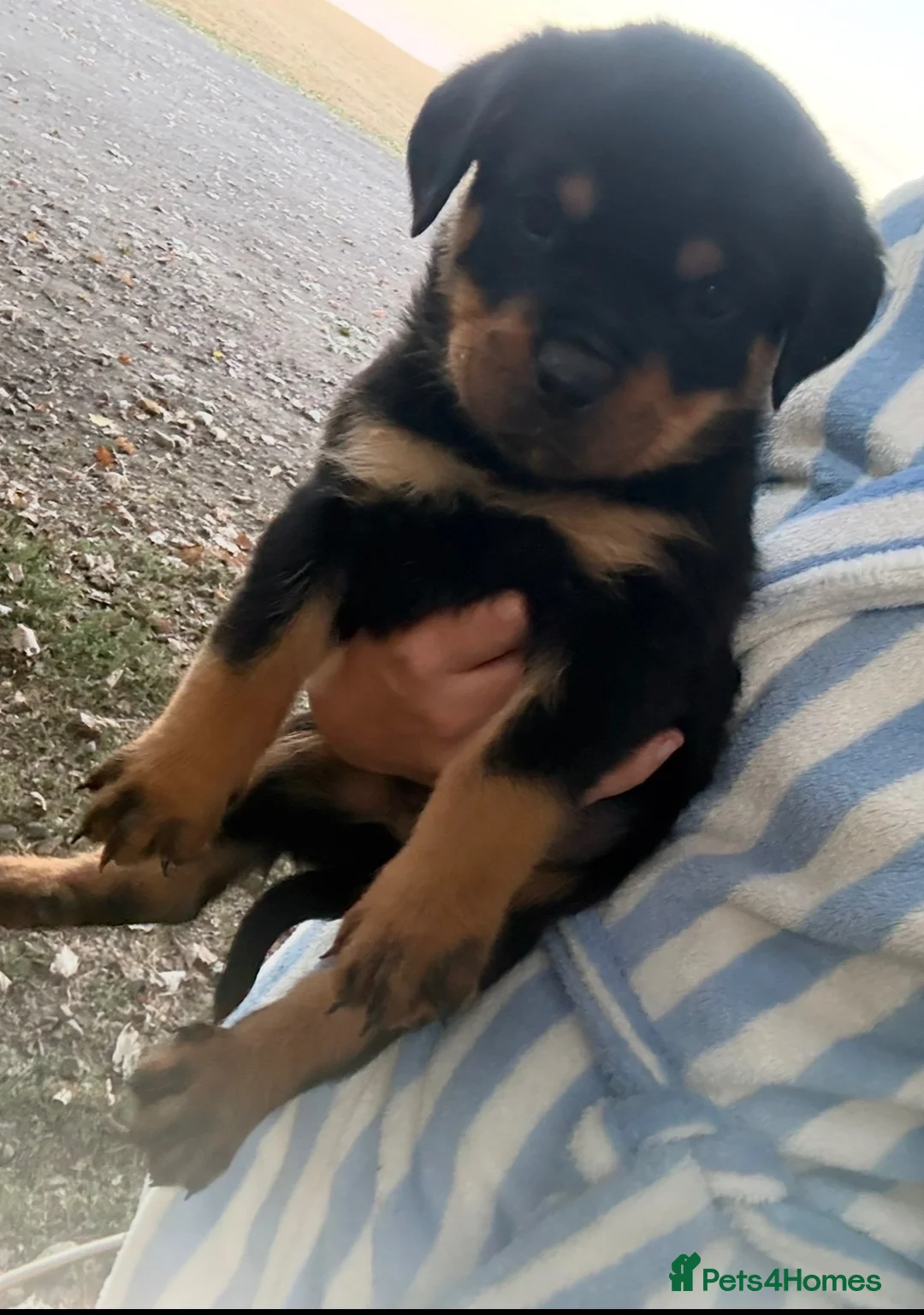 Rottweiler dogs for sale: Beautiful Rottweiler Pups  - Advert 2