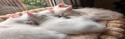Mixed Breed cats for sale: Gorgeous Kittens - 2 Girls left in Nottingham - Advert 4