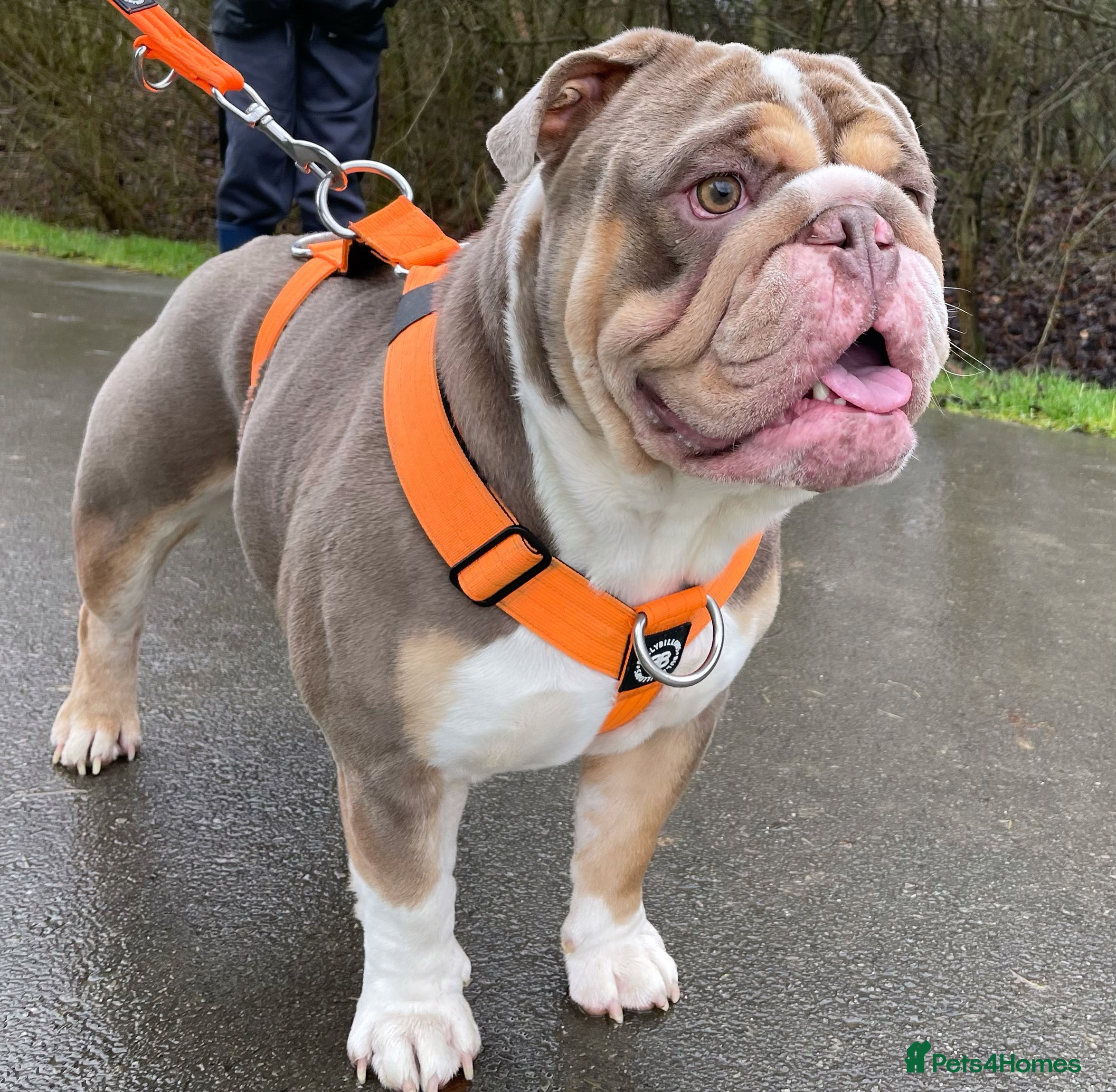 English Bulldog dogs English Bulldog Stud (Jackobullz Vinnie) in Andover - Advert 3