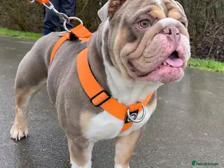 English Bulldog dogs English Bulldog Stud (Jackobullz Vinnie) in Andover - Advert 13