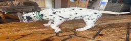 Dalmatian dogs for sale: Stunning Dalmatian puppies KC reg show winners - Advert 21