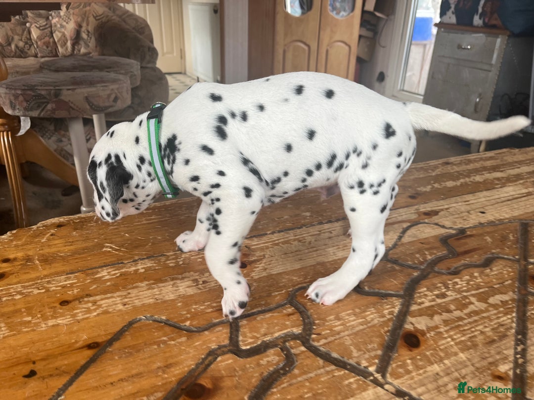 Dalmatian dogs for sale: Stunning Dalmatian puppies KC reg show winners - Image 30