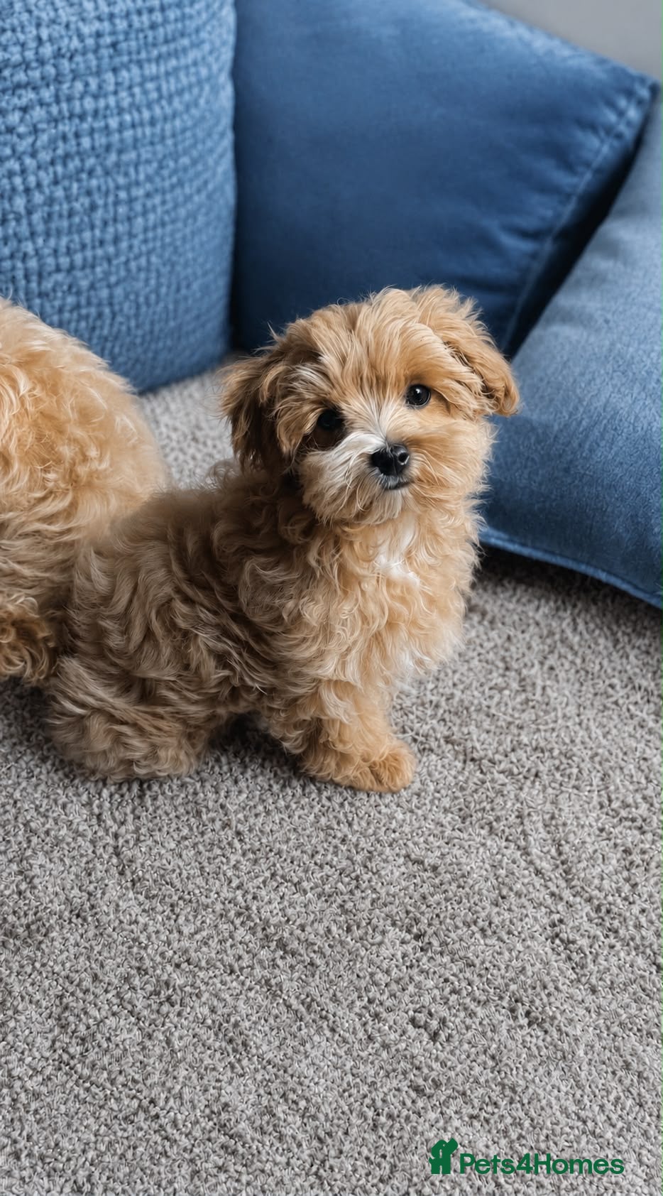 Maltipoo dogs Asian/Korean Maltipoo. DNA tested parents. - Advert 1