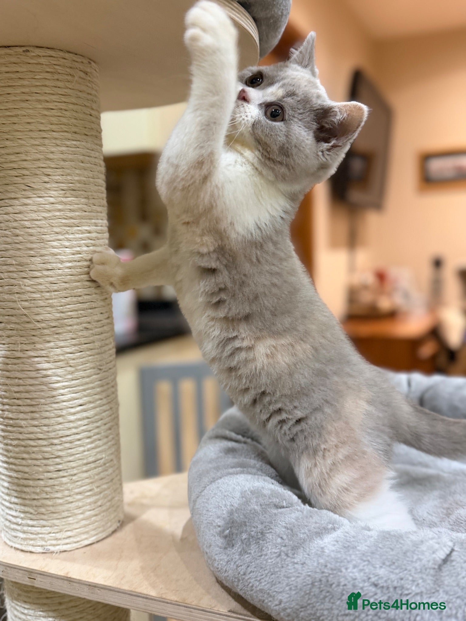 British Shorthair cats FULL PEDIGREE REGISTERED BSH - Advert 1