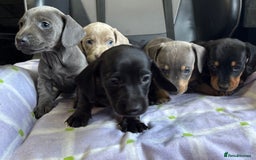 Dachshund dogs for sale: GORGEOUS KC REG STANDARD MALE PUPS  - Advert 14
