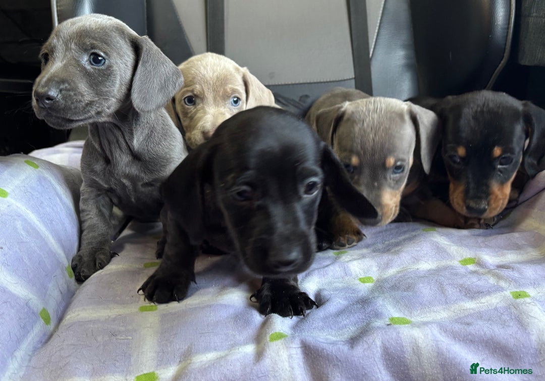 Dachshund dogs for sale: GORGEOUS KC REG STANDARD MALE PUPS  - Advert 14
