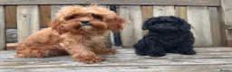 Cavapoo dogs for sale: Stunning F1 Toy Cavapoo girl - Advert 3