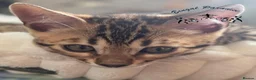 Bengal cats for sale: Stunning Bengal kittens  - Advert 11