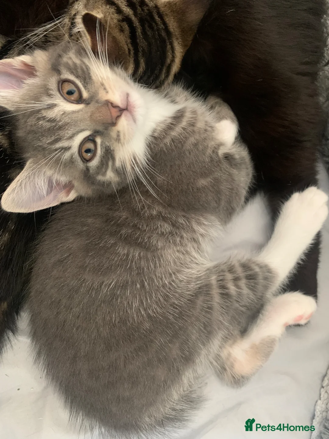 British Shorthair cats for sale: British short hair x rag doll tiked tabby  - Advert 1