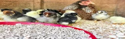 Chickens poultry for sale: Large Fowl and Bantam Hatching Eggs - Advert 17
