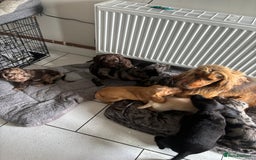 Cocker Spaniel dogs for sale:  show type dna health tested kc registered dad mum - Image 1