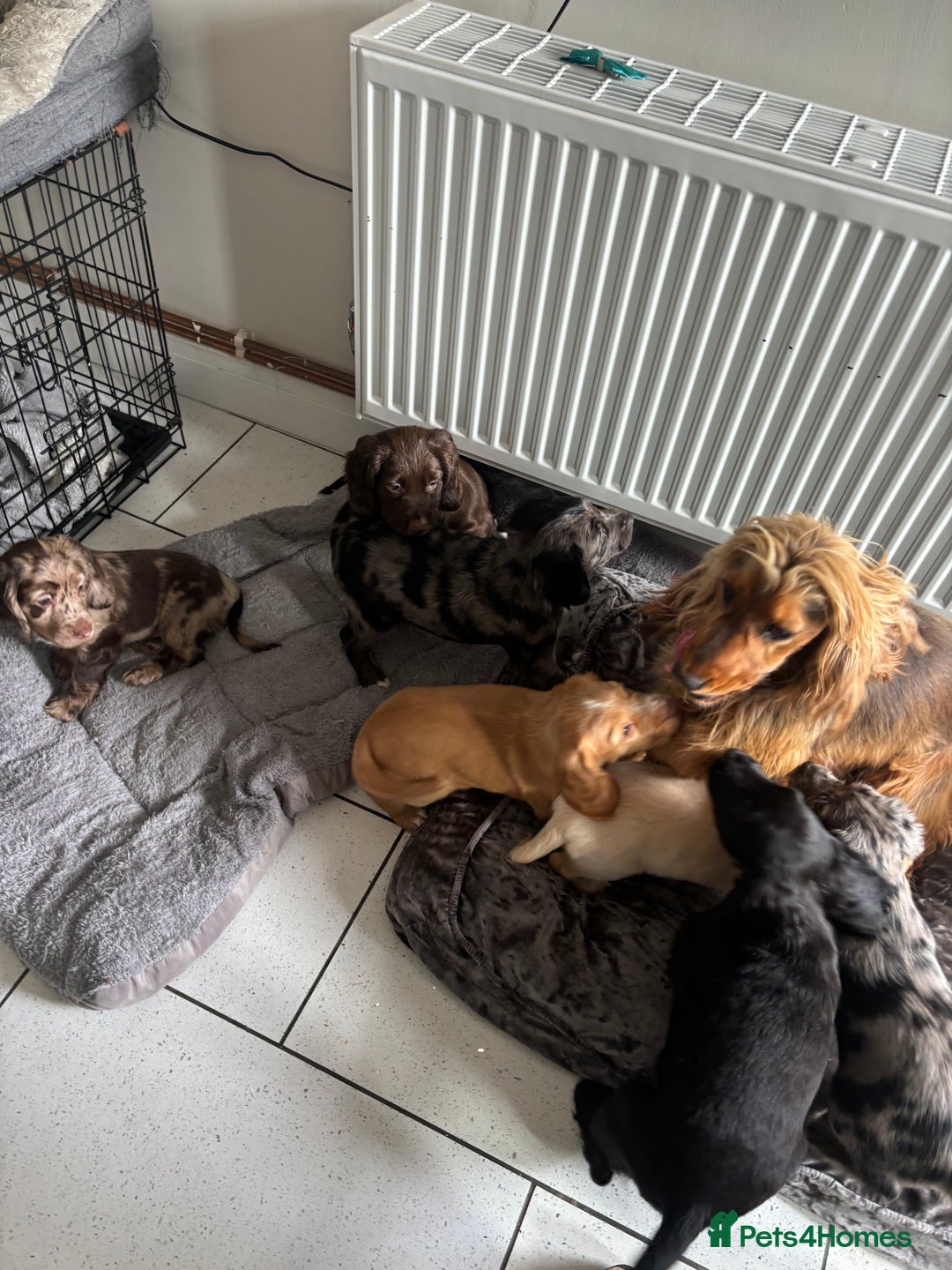 Cocker Spaniel dogs for sale:  show type dna health tested kc registered dad mum - Image 1