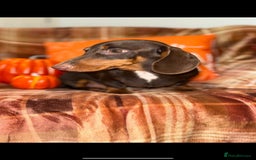 Miniature Dachshund dogs for sale: ⭐️Three stunning KC Mini Dachshunds⭐️  - Image 8