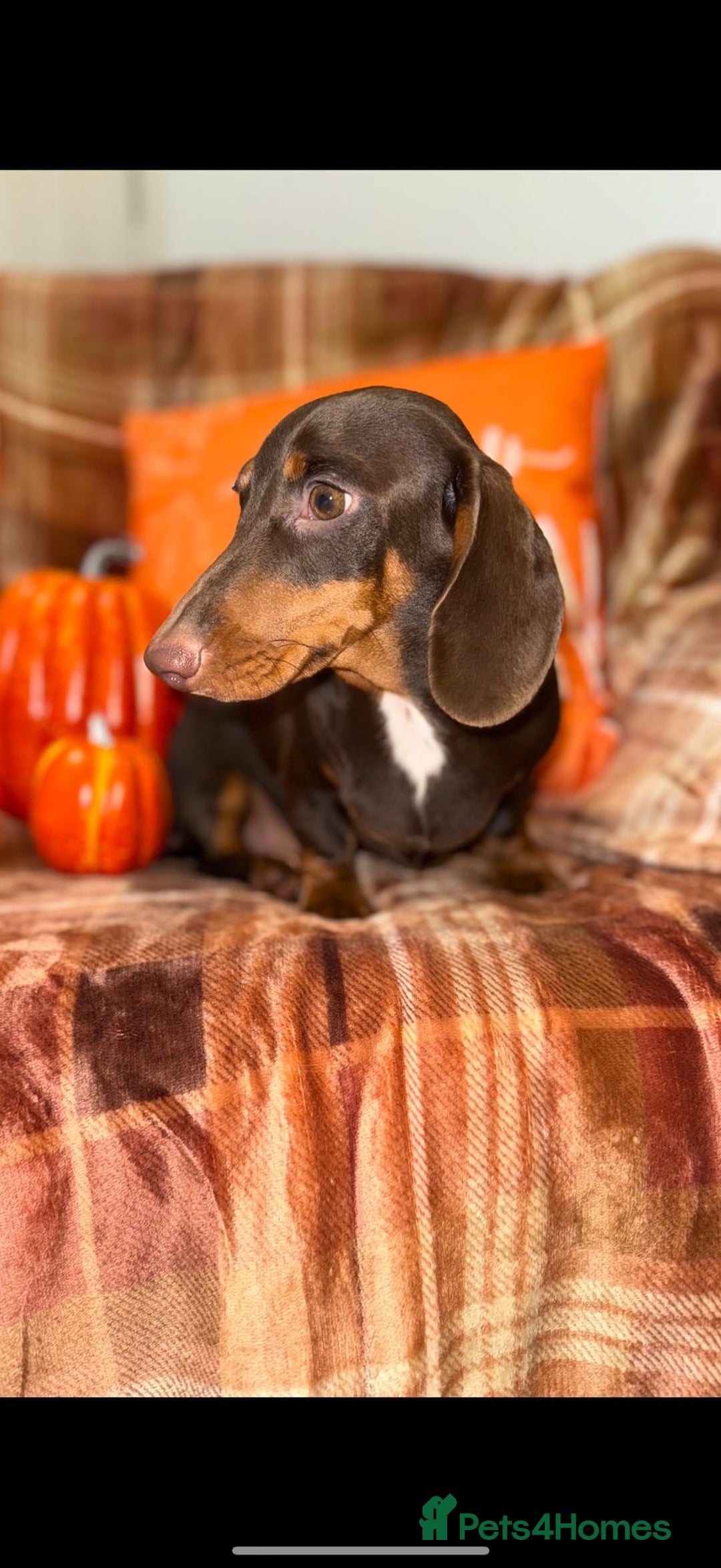 Miniature Dachshund dogs for sale: ⭐️Three stunning KC Mini Dachshunds⭐️  - Image 8