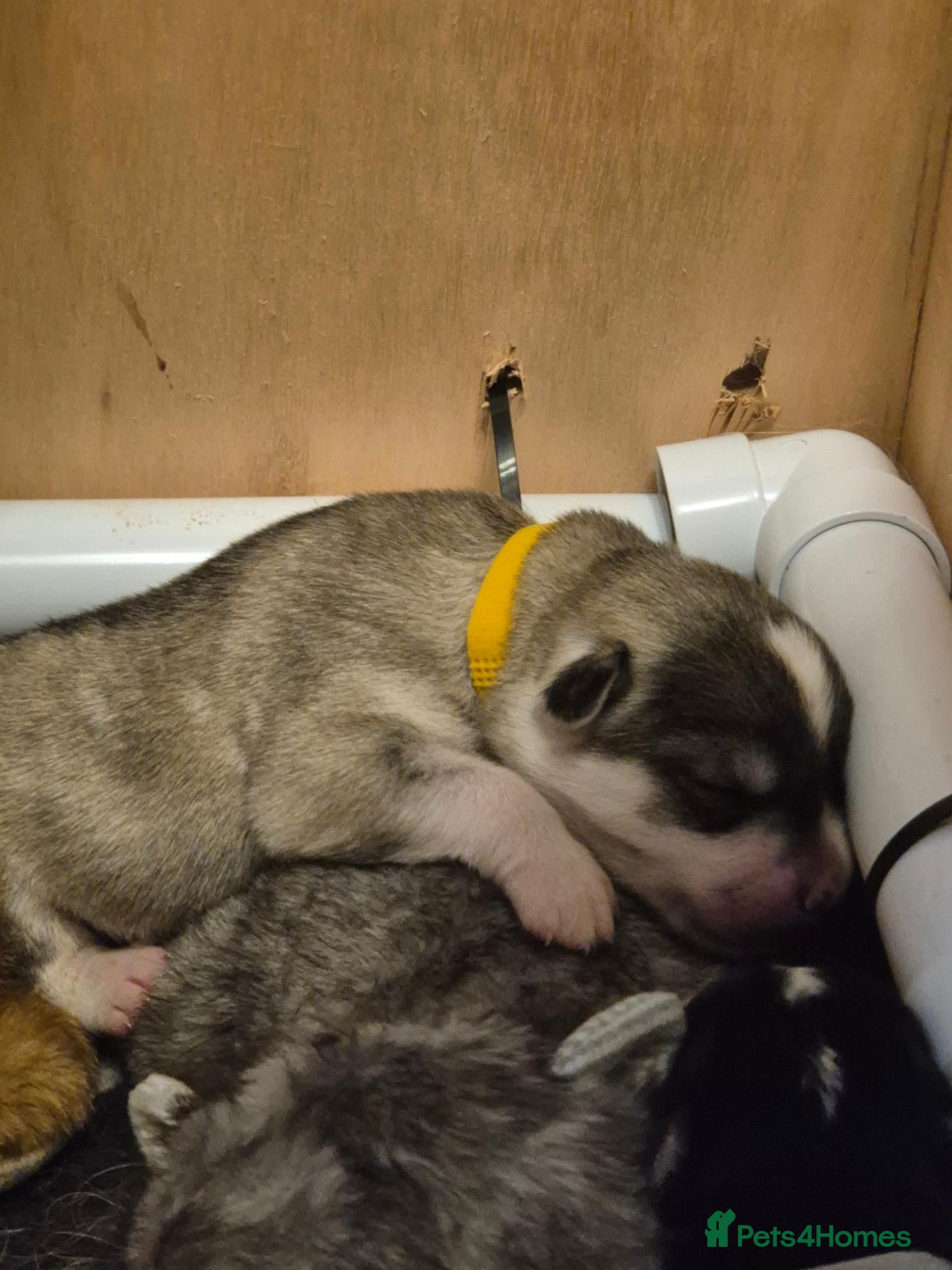 Mixed Breed dogs for sale: Golden Retriever x Husky Puppies Goberian - Advert 2