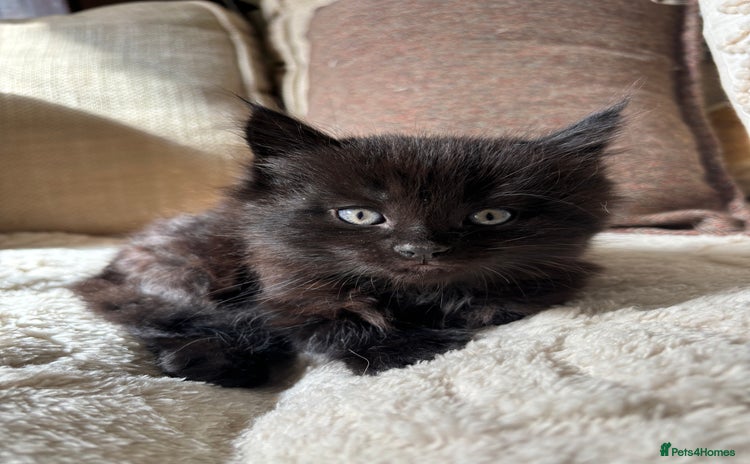 Mixed Breed cats - Advert 3