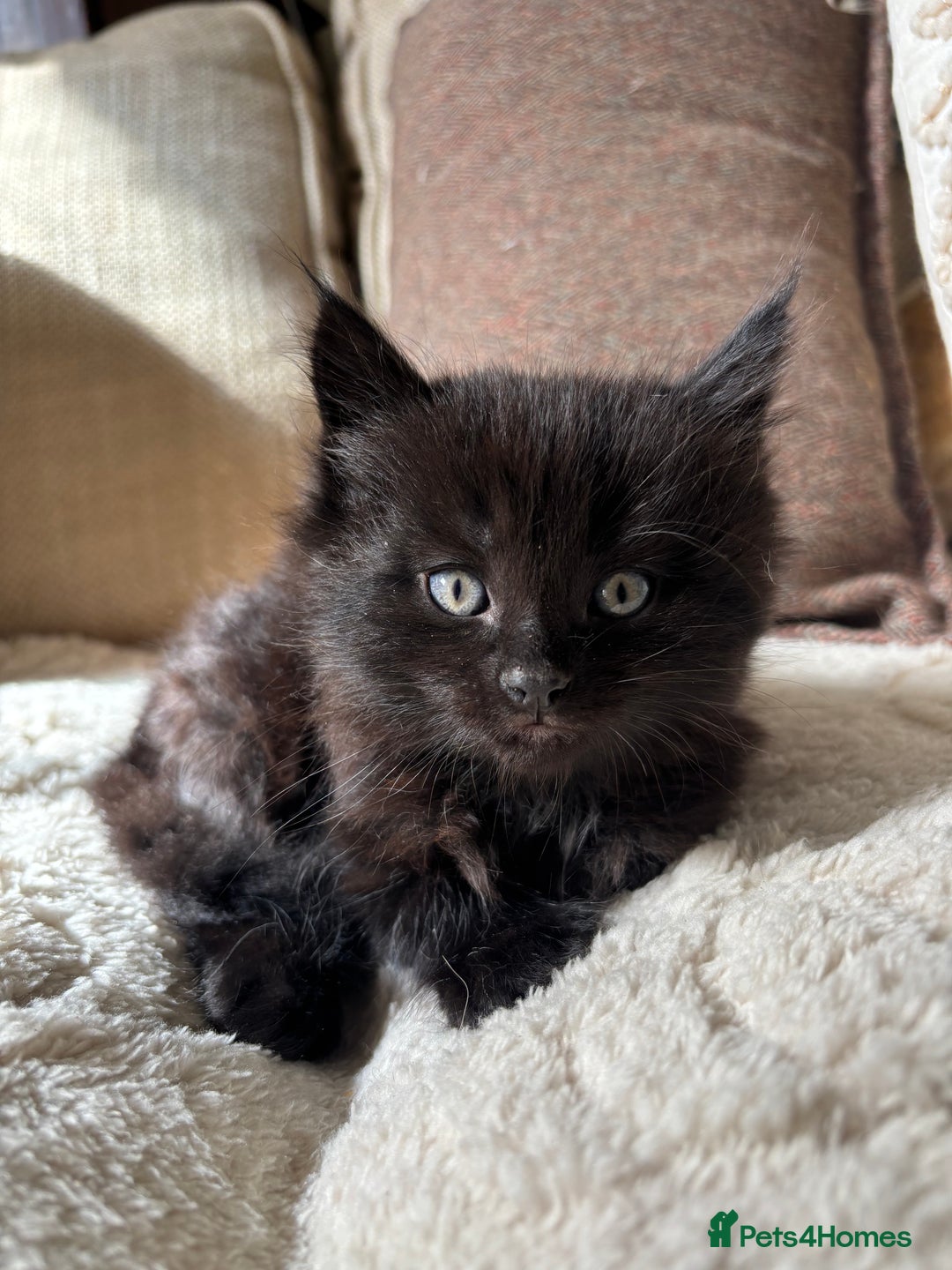 Mixed Breed cats for sale: gorgeous long haired kitten available!!  - Image 1