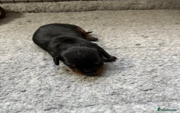 Dachshund dogs for sale: Cross miniature dachshund puppies - Image 5
